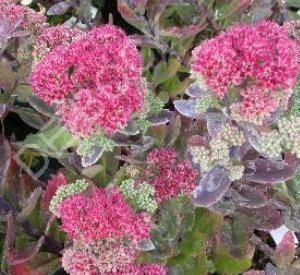 Sedum telephium 'Munstead Purple'