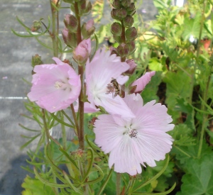 Sidalcea 'Elsie Heugh'