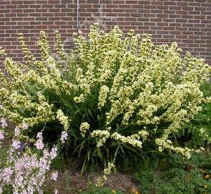 Sisyrinchium striatum
