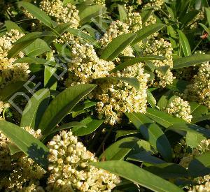 Skimmia confusa 'Kew Green'