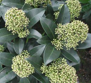 Skimmia japonica 'Fragrant Cloud'