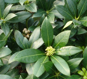 Skimmia japonica 'Kew White'