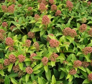 Skimmia japonica 'Marlot'