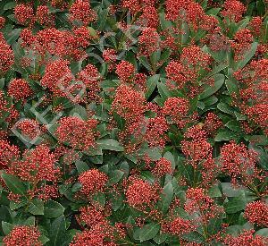 Skimmia japonica 'Rubella'