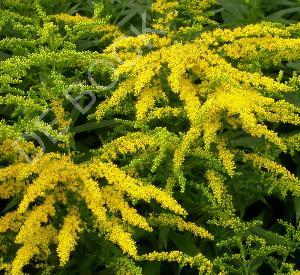 Solidago 'Strahlenkrone'