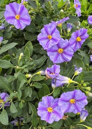 Solanum rantonnetii