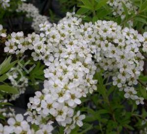 Spiraea arguta