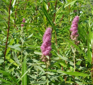 Spiraea billiardii