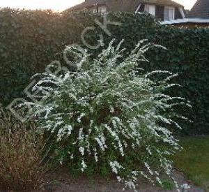 Spiraea cinerea 'Grefsheim'