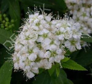 Spiraea japonica 'Albiflora'