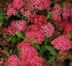 Spiraea japonica 'Anthony Waterer'