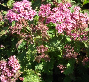 Spiraea japonica 'Crispa'