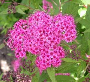 Spiraea japonica 'Genpei'