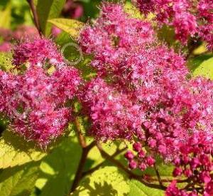 Spiraea japonica 'Goldflame'