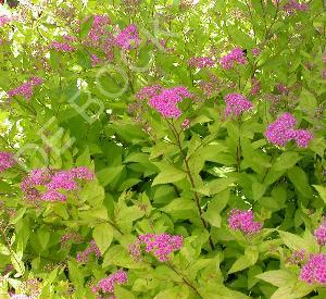 Spiraea japonica 'Golden Princess'