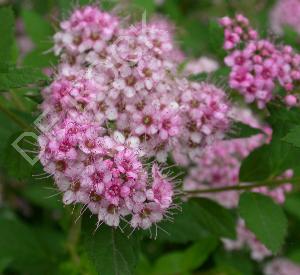 Spiraea japonica 'Little Princess'