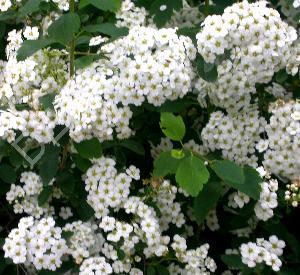 Spiraea vanhouttei