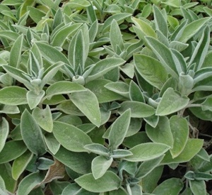 Stachys byzantina 'Cotton Boll'