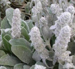 Stachys byzantina 'Silver Carpet'