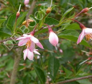 Styrax japonicus