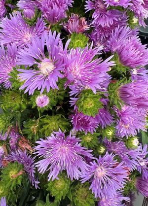 Stokesia laevis 'Mels Blue'