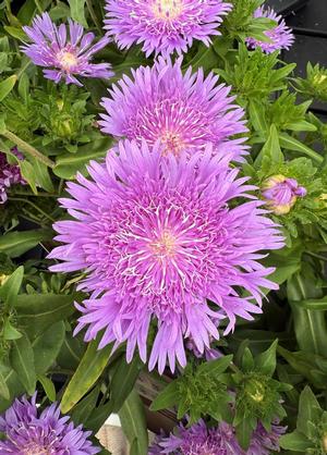 Stokesia laevis 'Purple Parasols'