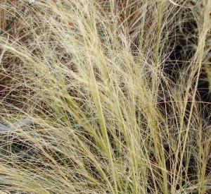 Stipa tenuissima 'Pony Tails'