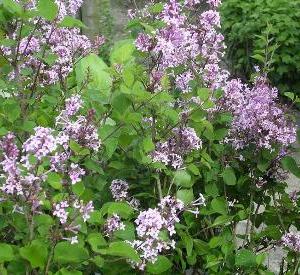 Syringa 'Jos�e'