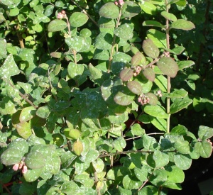 Symphoricarpos doorenbosii 'Magic Berry'