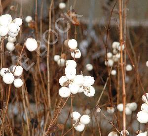 Symphoricarpos doorenbosii 'White Hedge'