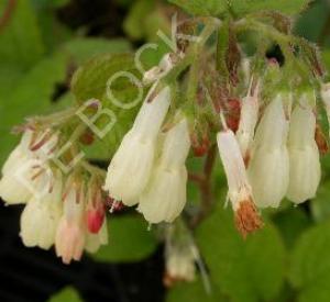 Symphytum grandiflorum