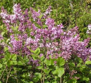 Syringa meyeri 'Palibin'