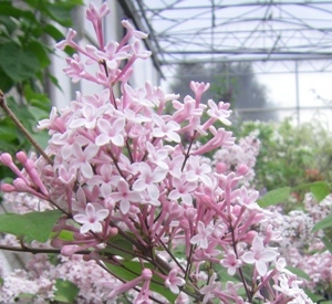 Syringa microphylla 'Superba'