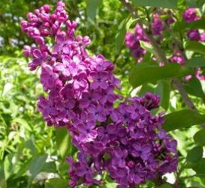 Syringa vulgaris 'Charles Joly'