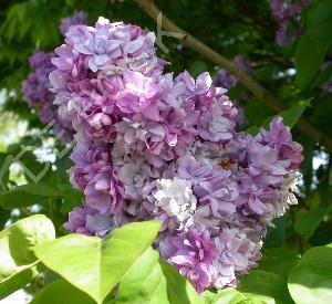 Syringa vulgaris 'Katherine Havemeyer'