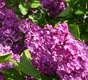 Syringa vulgaris 'Michel Buchner'