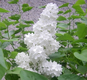 Syringa vulgaris 'Mme Lemoine'