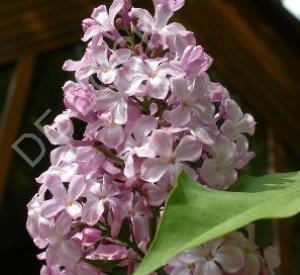 Syringa vulgaris 'Princesse Sturdza'