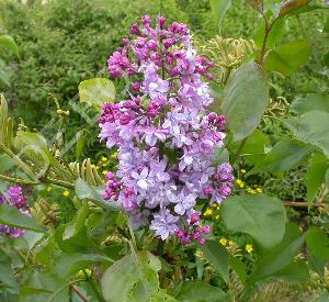 Syringa vulgaris 'Prince Wolkonsky'