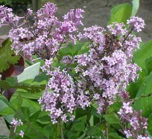 Syringa vulgaris 'Sensation'