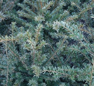 Taxus baccata