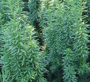 Taxus baccata 'Fast. Robusta'