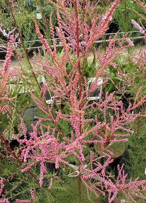 Tamarix ramosissima 'Pink Cascade'
