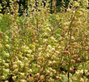 Tellima grandiflora 'Rubra'