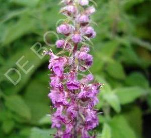 Teucrium hyrcanicum 'Paradise Delight'