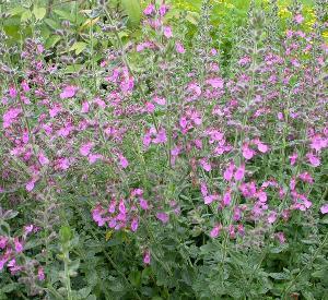 Teucrium lucidrys