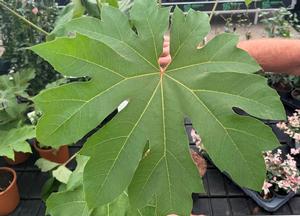 Tetrapanax papyrifera 'Rex'