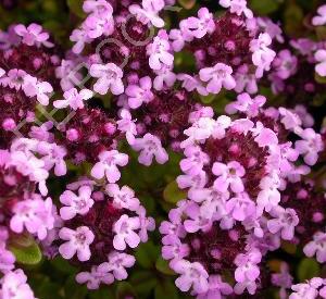 Thymus 'Doone Valley'