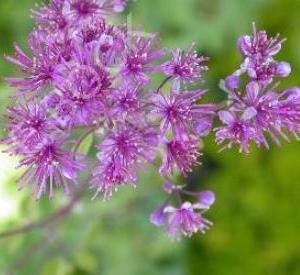 Thalictrum aquilegifolium 'Thundercloud'