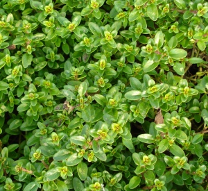 Thymus citriodorus